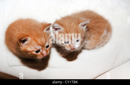 Two Ginger Kittens Three Weeks Old Stock Photo