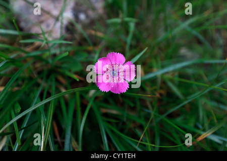 Piatra Craiului Pink (Dianthus callizonus) Stock Photo
