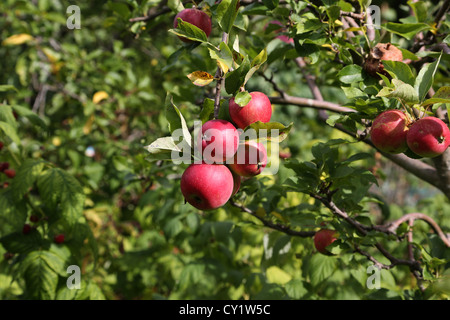 Red Organic Apples Growing On Tree With One Rotten Apple Stock Photo