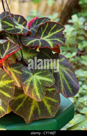 Begonia soli mutata hi-res stock photography and images - Alamy