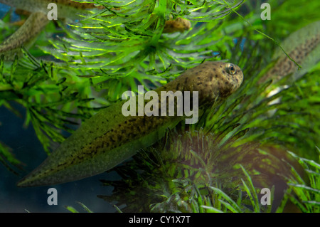 An American Bullfrog Tadpole. Stock Photo