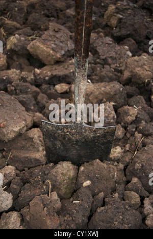 Spade dug into soil on allotment Stock Photo