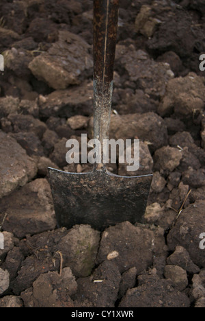 Spade dug into soil on allotment Stock Photo