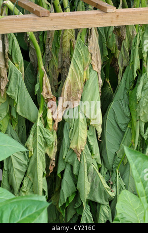 Tobacco: Nicotiana tabacum. Leaves drying. Botanic garden. Eden Project, Cornwall, England Stock Photo