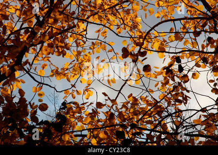 The autumn sun lights up the yellow leaves of a Grey Alder tree (Alnus incana). Sweden. Stock Photo