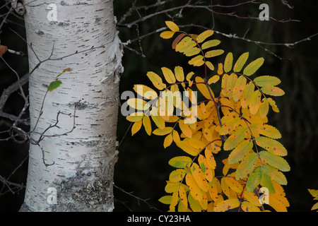 Autumn colored rowan sapling (Sorbus aucuparia) growing beside a birch tree (Betula) Stock Photo