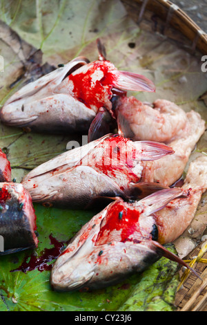 Bloody Fish on a Market in Phnom Penh, Cambodia Stock Photo