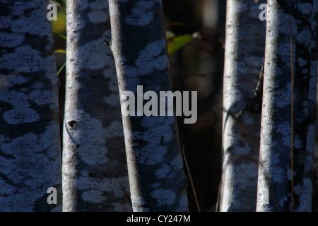 Stems of Speckled Alder trees (Alnus incana (L.) Moench). Vaesternorrland, Sweden Stock Photo