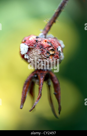 Rotting rose hip Stock Photo - Alamy
