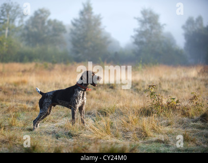 A young German Shorthaired Pointer enjoying the heather and woodland Stock Photo