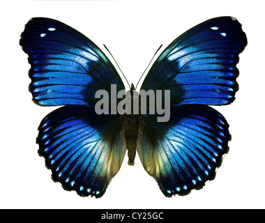 Hypolimnas salmacis, a blue african butterfly isolated on white background Stock Photo