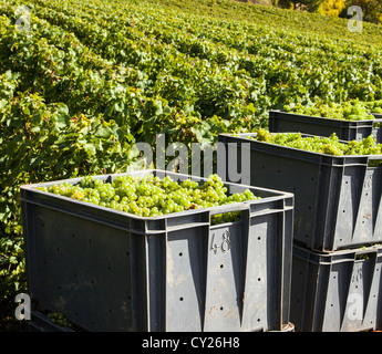 Agricultural Harvesting Container, agricultural crates, harvest crates