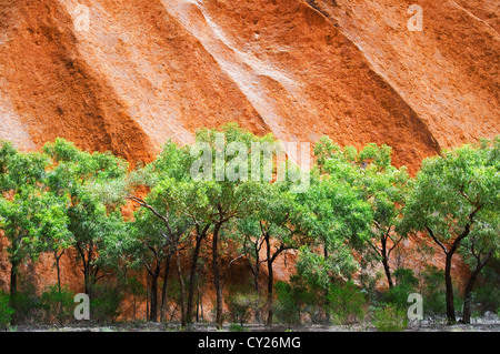 Wall of trees growing at the base of amazing Uluru.
