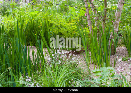 Plant combination in contemporary garden. The Telegraph Garden. Design: Sarah Price Stock Photo