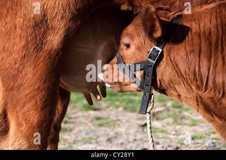 Calf drinking from Mother cows udder Stock Photo