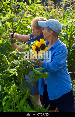 Two mature women sisters picking sunflowers at Yarmouth Community Garden Yarmouth Maine USA Stock Photo