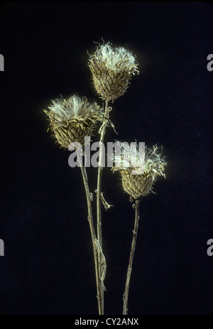 Three dried flowers and seed heads of thistle, Asteraceae, dried, Missouri USA Stock Photo