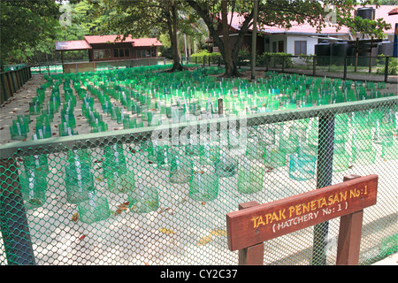 Turtle hatchery on Selingan Island, Turtle Islands Park, Sulu Sea, Sandakan district, Sabah, Borneo, Malaysia, Southeast Asia Stock Photo