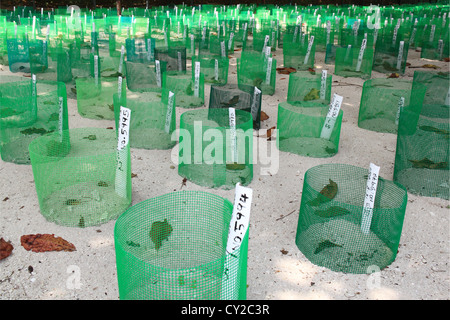 Turtle hatchery on Selingan Island, Turtle Islands Park, Sulu Sea, Sandakan district, Sabah, Borneo, Malaysia, Southeast Asia Stock Photo