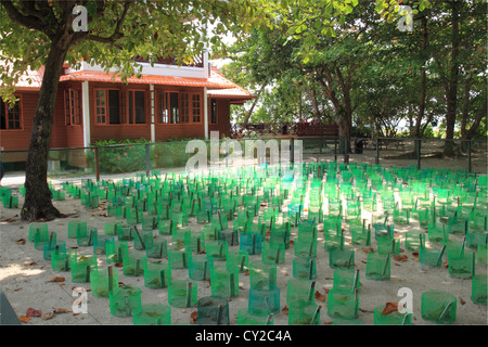 Turtle hatchery on Selingan Island, Turtle Islands Park, Sulu Sea, Sandakan district, Sabah, Borneo, Malaysia, Southeast Asia Stock Photo