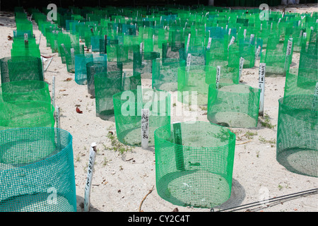 Turtle hatchery on Selingan Island, Turtle Islands Park, Sulu Sea, Sandakan district, Sabah, Borneo, Malaysia, Southeast Asia Stock Photo