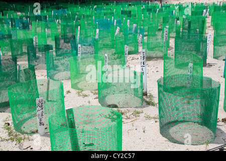 Turtle hatchery on Selingan Island, Turtle Islands Park, Sulu Sea, Sandakan district, Sabah, Borneo, Malaysia, Southeast Asia Stock Photo