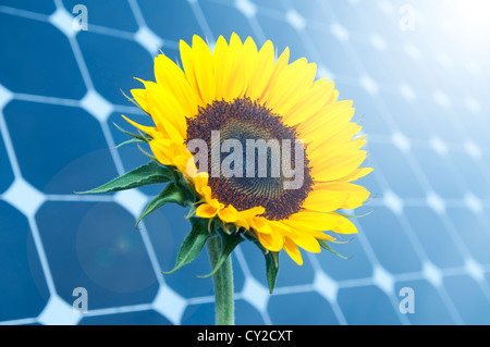 Sunflower with solar panels in the background Stock Photo