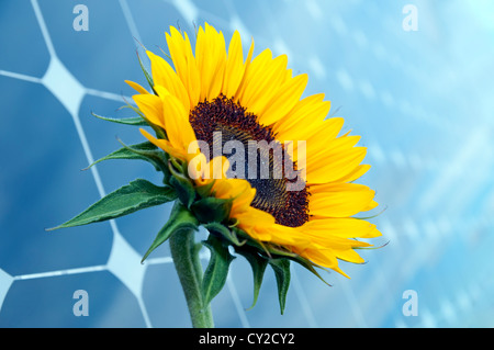 Sunflower with solar panels in the background Stock Photo