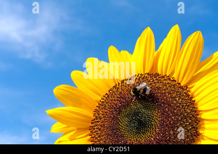 Beautiful Sunflower With Bee Against The Blue Sky By Sunny Wheather Stock Photo