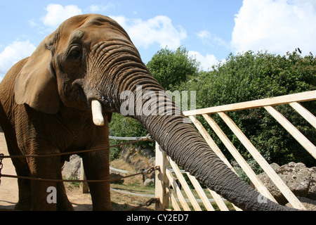 Elephant taking food at Colchester Zoo with trees and railings in the background Stock Photo