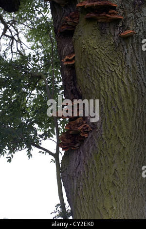 Hymenochaete rubiginosa fungi growing on an Ash Tree near Market Weighton Yorkshire Wolds England Stock Photo