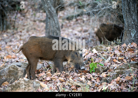 Indian wild boar (Sus scrofa cristatus) in Bandhavgarh National Park, Madhya Pradesh, India Stock Photo