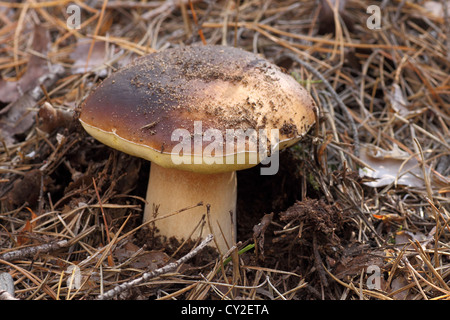 close up of edible mushroom (cep) Stock Photo