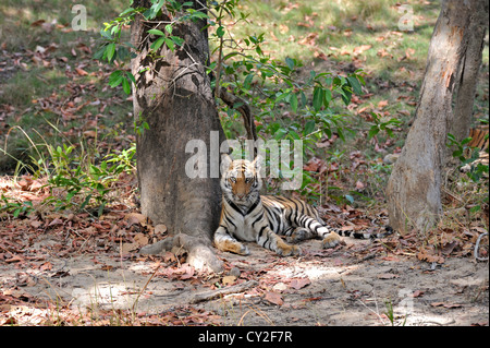 Bengal tiger (Panthera tigris) Stock Photo