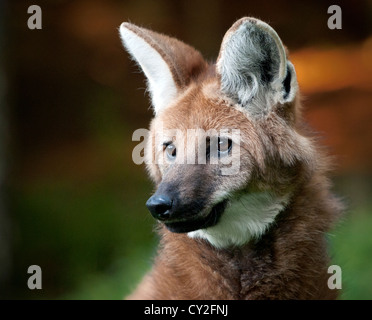 Maned wolf (profile) Stock Photo