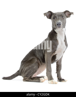 Hound/pitbull/weimaraner mix (canis lupus familiaris) puppy isolated on white background Stock Photo