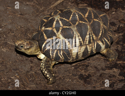 Burmese Star Tortoise Stock Photo