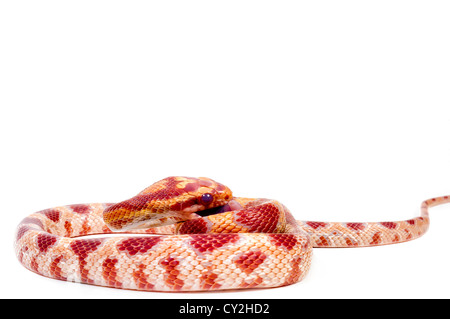 Corn Snake eating pinkie on white background. Stock Photo