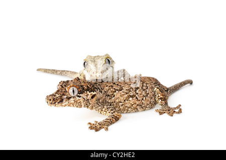 Gargoyle Gecko on white background. Stock Photo