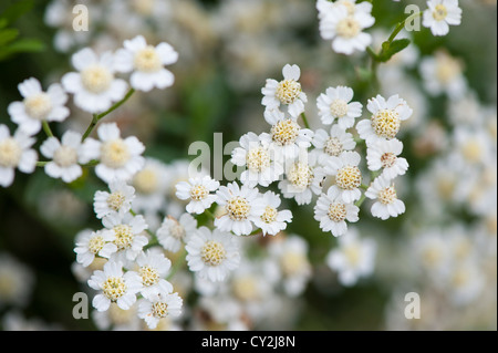 English mace (achillea ageratum) close up of flowers Stock Photo
