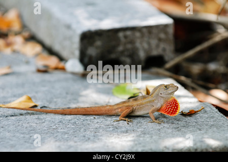 Close-up of Puerto Rican Crested Anole Stock Photo