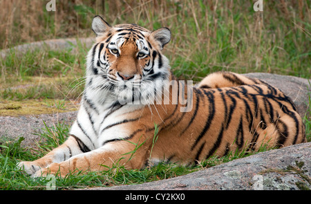 Female Amur tiger lying on rocks Stock Photo