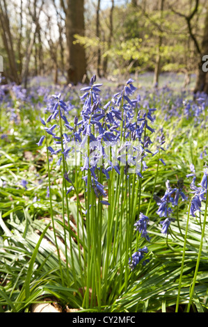 Bluebells beech oak and birch woodland in sunshine, spring rays of sunshine break through wood onto forest floor