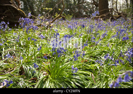 Bluebells beech oak and birch woodland in sunshine, spring rays of sunshine break through wood onto forest floor