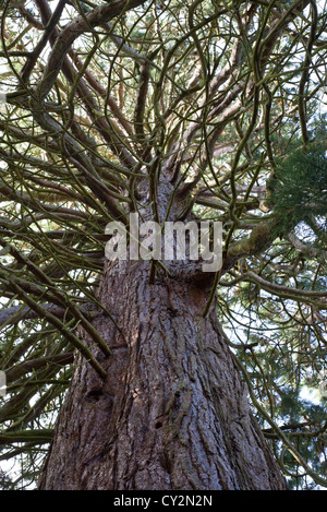 Giant Redwood, Sequoiadendron giganteum, view looking up through branches, England, October