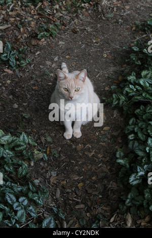 A yellow cat sitting on the ground and looking up. Stock Photo