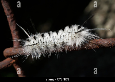 Closeup of a black-and-white caterpillar of the Hickory Tussock Moth (Lophocampa caryae) on a rusty chain-link fence. Stock Photo