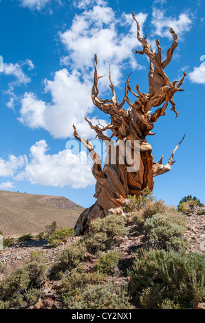 Dramatic view of the Ancient Bristlecone Pine Forest.