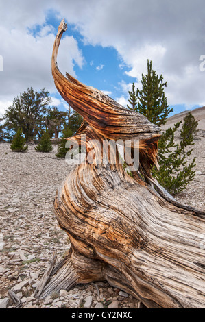 Dramatic view of the Ancient Bristlecone Pine Forest.