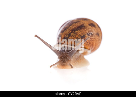Garden snail isolated on a white background Stock Photo